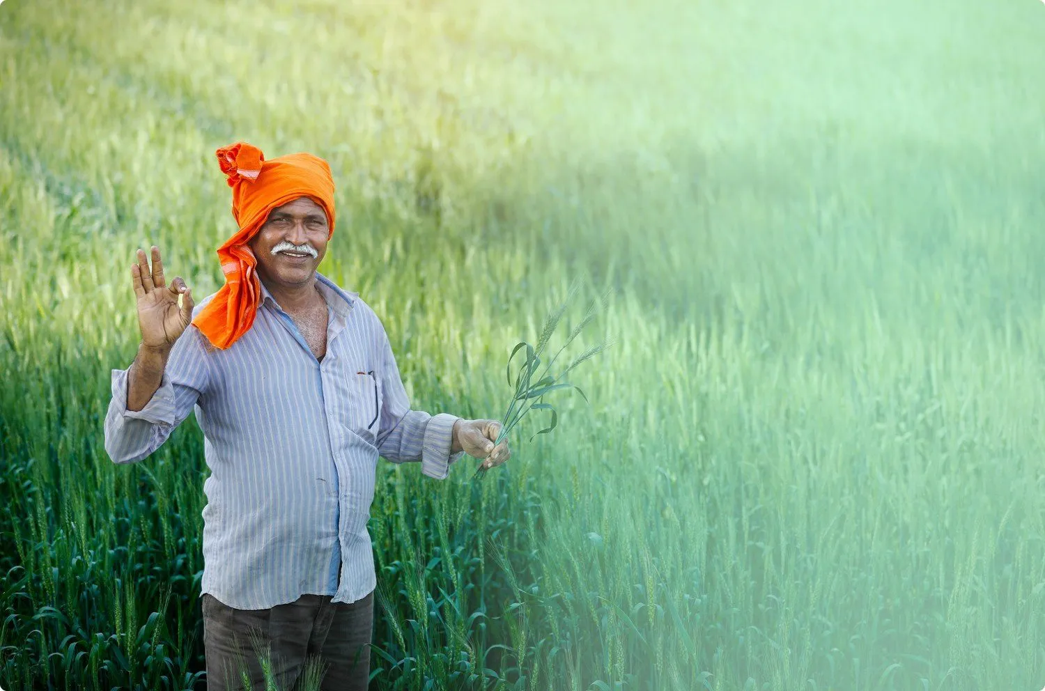 A smiling farmer standing in a green grain field